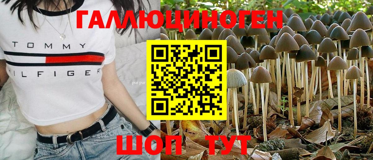 Будённовск  Псилоцибиновые грибы Psilocybine cubensis  Вход с VPN 